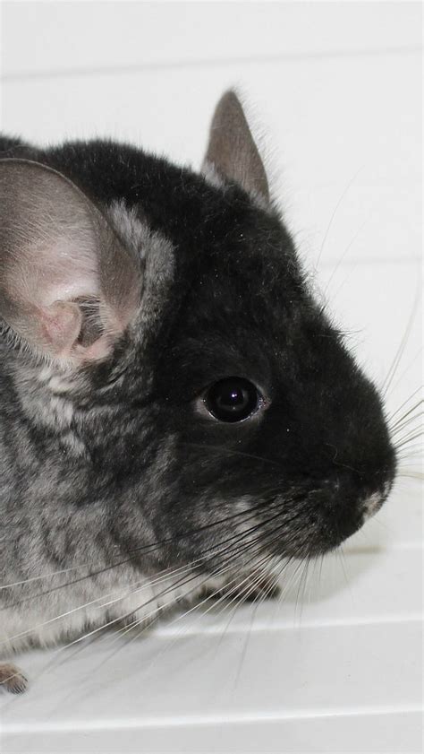 Chinchilla, color, light, beautiful HD phone wallpaper | Pxfuel