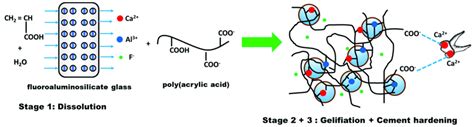 Setting reaction of glass ionomer cements. | Download Scientific Diagram