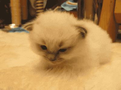 17 Kittens Who Understand Your Exhaustion After Eating A Holiday Meal