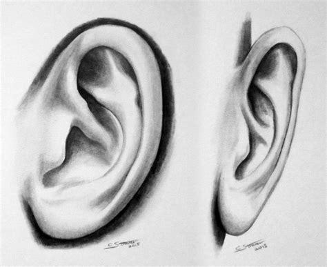 Realistic Ear Study Drawing by LethalChris on DeviantArt