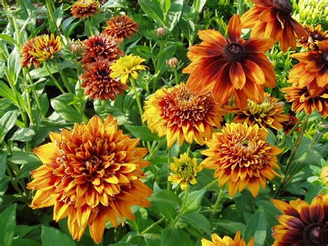 Rudbeckia Varieties - Black Eyed Susan Flowers