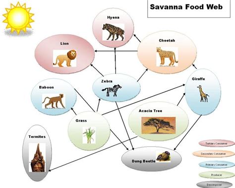 Food Chain & Food Web - The Tropical grasslands/savannas biome