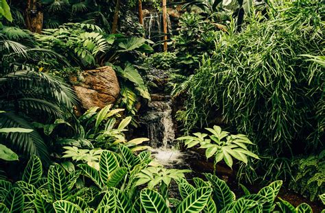 Tropical plants you can grow at home: bringing the exotic into your ...