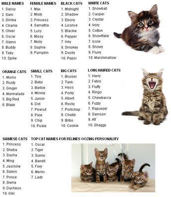 Spanish Cat Names Female - KalliekruwRiley