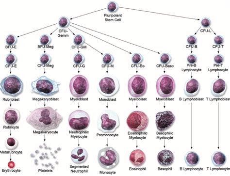 Differentiation pathway progression of cellular lineages from ...