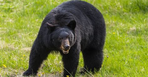 North American Black Bear - A-Z Animals