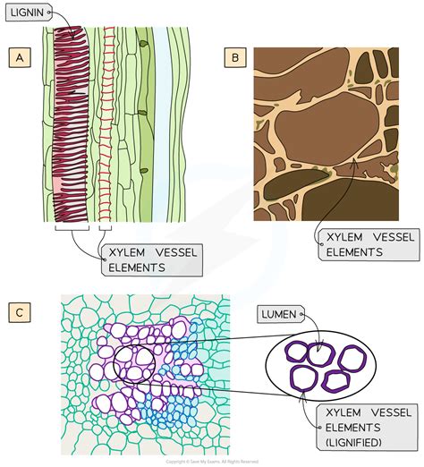 Transverse Section in Plants | Superprof