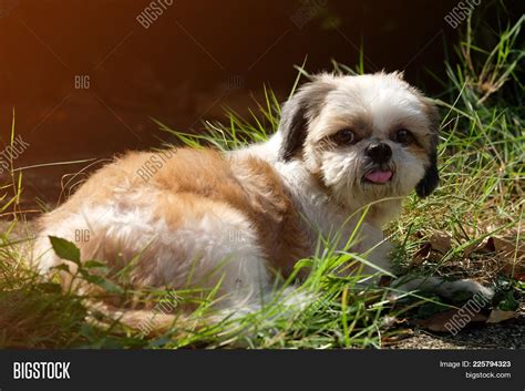 White Brown Shih Tzu Image & Photo (Free Trial) | Bigstock