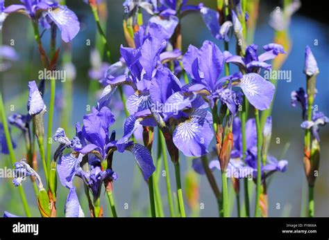 Background of blue iris Stock Photo - Alamy