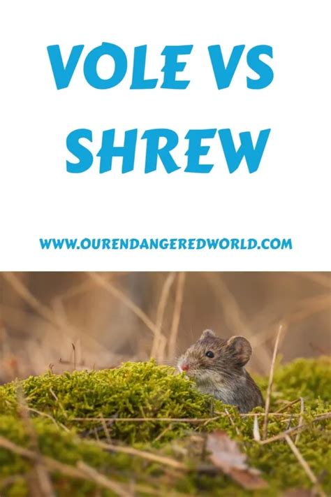 Vole vs Shrew: Size, Color, and Habitat Comparison