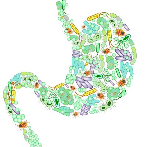 Gut dysbiosis and IBS - Monash Fodmap