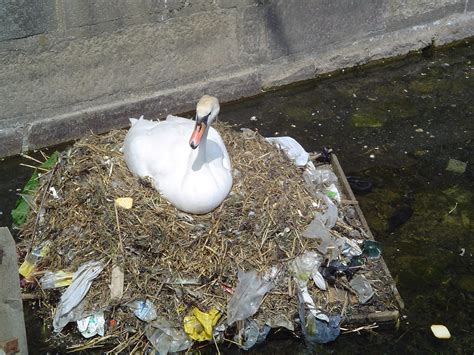 File:Pollution swan.jpg - Wikipedia