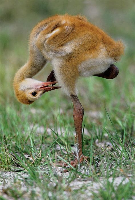 USA, Florida Sandhill Crane Chick Photograph by Jaynes Gallery - Fine Art America