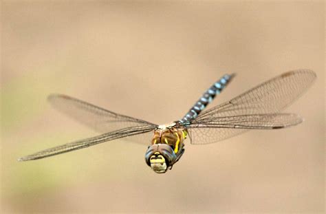 Why Do Dragonflies Swarm? | Here & Now