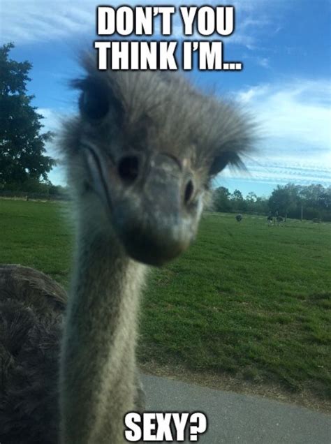 Animal Funny Ostrich Meme | Animal humour, Ostrich funny, Animal jokes