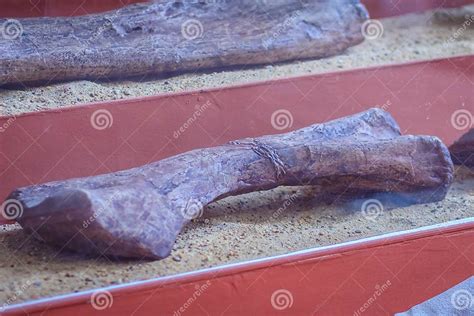 Display of Realistic Skeletons of Dinosaurs Leg Stock Photo - Image of ...