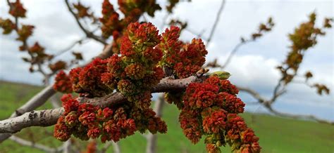 How to Plant and Grow a Pistachio Tree