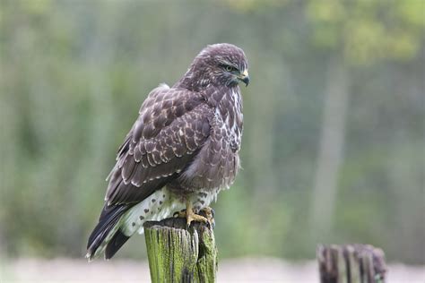 Common Buzzard - Identification, Facts and Habits