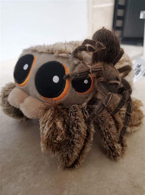 Lucas the Spider plush with real Tarantula | Lucas the spider, Snek ...