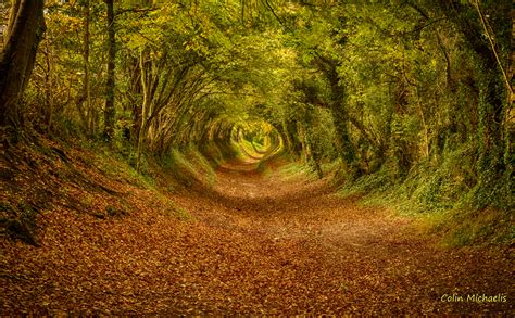 Tree tunnel, Halnaker, West Sussex, England photo on Sunsurfer