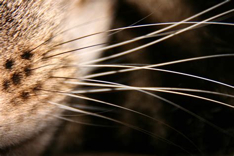 Artificial whiskers could inspire future instruments to aid keyhole ...