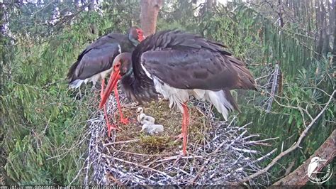 Black stork nesting story 2021💗3 little storks.Grāfiene&Grāfs 💗Melnais stārķis Siguldas novadā ...