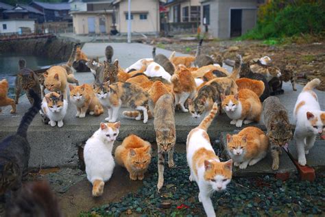 Aoshima: Sleepy Cat Island Where Felines Outnumber Humans