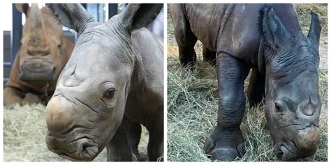 White Rhinoceros gives birth at Disney's Animal Kingdom | Chip and Company