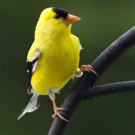 American Goldfinch | JD | Flickr