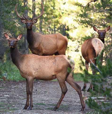 Difference Between Elk and Caribou | Facts, Size, Features, Behaviours