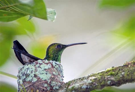 How to get hummingbird nests in your yard | The Hummingbird Feeder