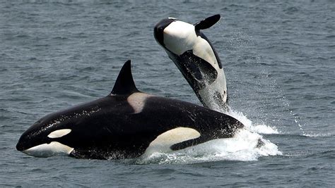 VIDEO: Un grupo de ballenas asesinas persigue un bote y asusta a unos ...