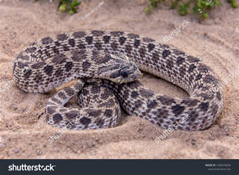 Hog Nosed Snake Stock Photo 1306976056 | Shutterstock