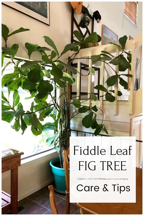 Fiddle Leaf Fig Tree - Growing this Stunning Houseplant | Hearth and Vine