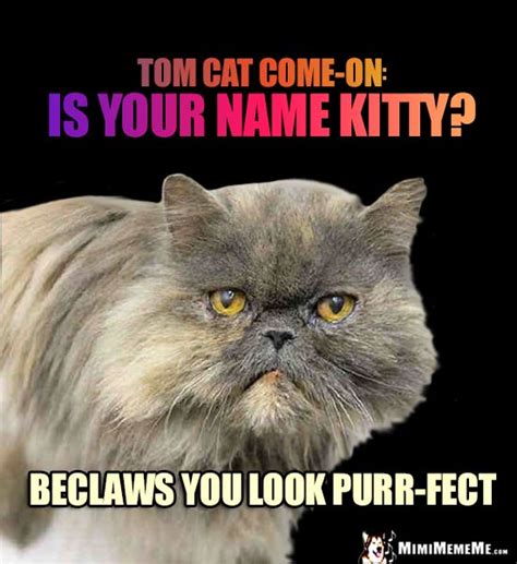 Tom Cat Jokes, Cat Pick Up Lines, Funny Feline Memes, A-Mewsing Tom Kat ...