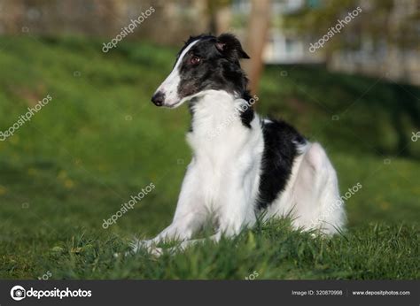 Black White Borzoi Dog Posing Outdoors Summer Stock Photo by ©ots-photo 320870998