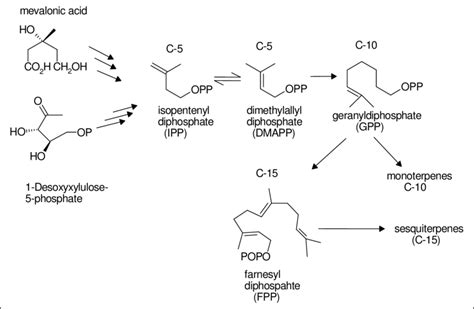 mevalonic acid pathway | Download Scientific Diagram