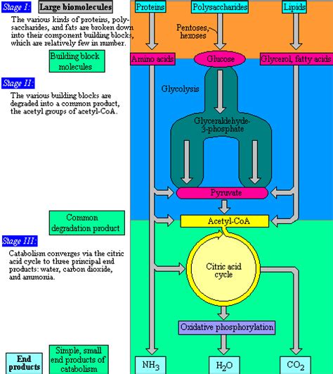 Stages of Catabolism