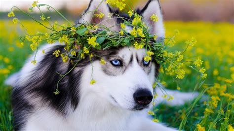 2048x1152 Siberian Husky Dog 2048x1152 Resolution HD 4k Wallpapers, Images, Backgrounds, Photos ...