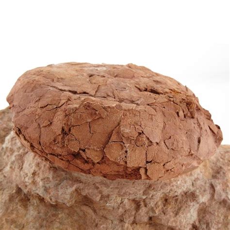 Sold Price: Hypselosaurus Priscus Titanosaur Species Dinosaur Egg - October 2, 0115 2:00 PM EDT