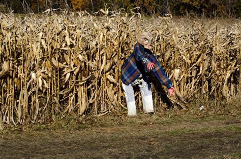 7 Best Places for a Haunted Corn Maze Near Me - Days Out On The Farm