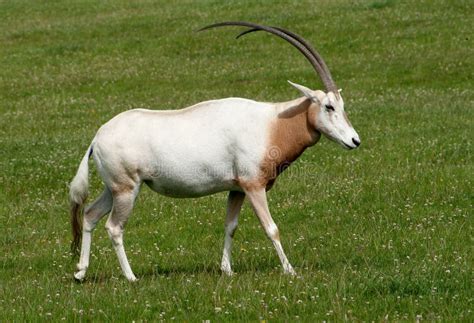 Scimitar Horned Oryx with Magnificent Horns Stock Photo - Image of endangered, animal: 22053078