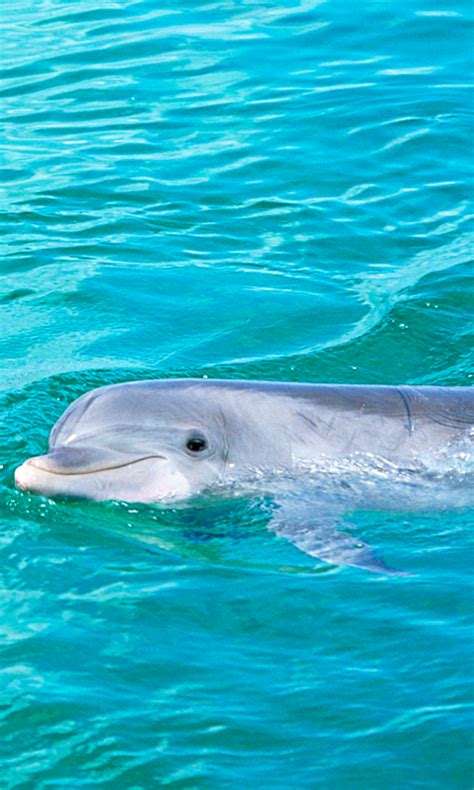 🔥 [100+] Free Live Dolphin Wallpapers | WallpaperSafari