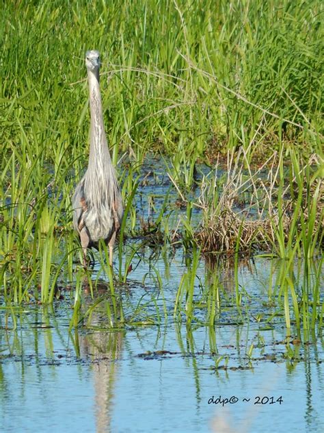 Flickr: Discussing Great blue heron habitat in Citizen Science: Great Blue Heron (please read ...