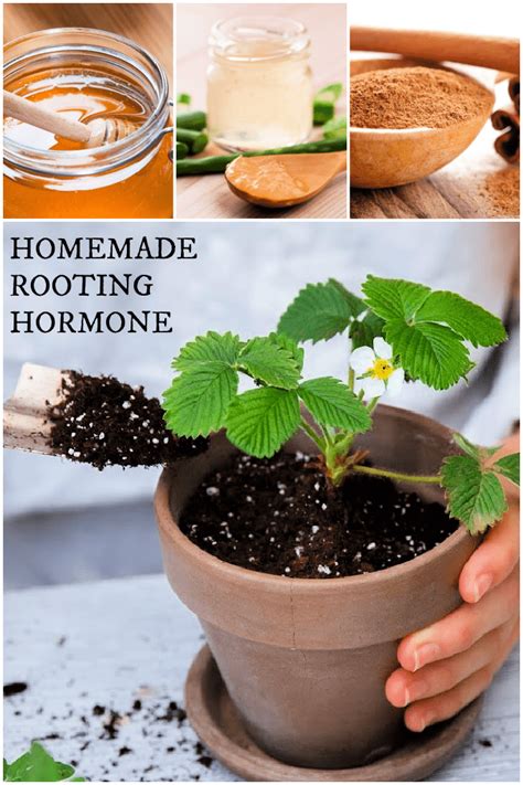 Homemade Rooting Hormone - 3 ways - Juggling Act Mama