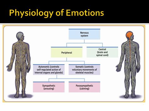 PPT - Emotions, Stress, and Health PowerPoint Presentation, free ...