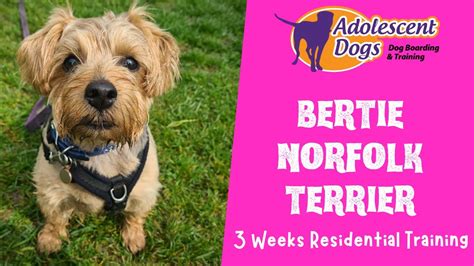 Bertie the Norfolk Terrier - 3 Weeks Residential Dog Training - YouTube