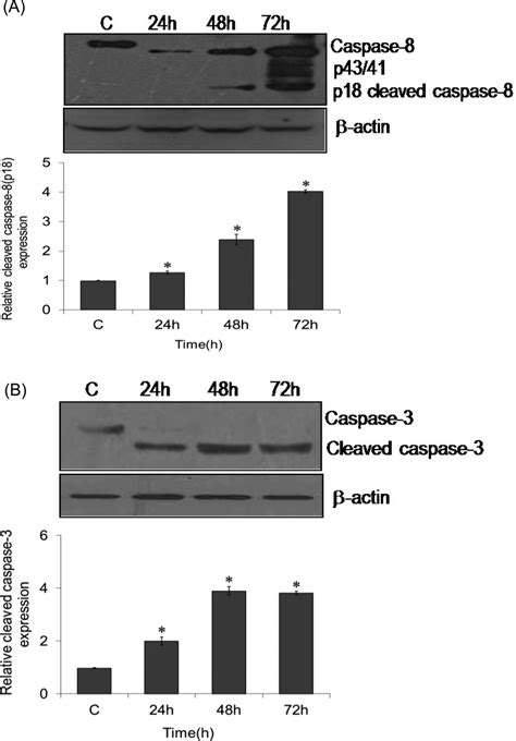 Activation of caspases upon abrin treatment in mice splenocytes ...