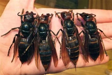 Giant 'murder hornets' that kill up to 50 people a year spotted outside Asia - Daily Star