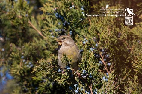 Carduelis chloris on Behance